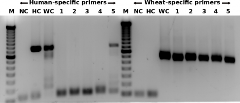 Fig 1 Host DNA